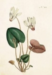 karnet-st268-b6-koperta-kwiat-wisni.jpg