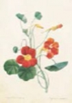 karnet-st273-b6-koperta-kwiat-capucine-2-sztuki.jpg