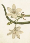 karnet-st278-b6-koperta-bialy-amarylis.jpg