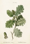karnet-st296-b6-koperta-galaz-debu-2-sztuki.jpg