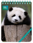 kolonotes-ozdobny-giant-panda-baby.jpg