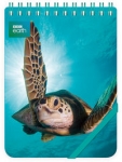 kolonotes-ozdobny-green-turtle.jpg