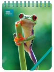 kolonotes-ozdobny-red-eyed-frog.jpg