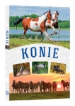 konie-20.jpg