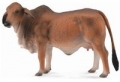 krowa-czerwona-brahman-domowe-l.jpg