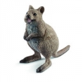 kuoka-krotkoogonowa.jpg