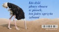 magnes-5-na-lodowke-kto-dzis-glowe-chowa-w-piasek.jpg