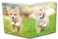 notes-szczeniak-corgi.jpg