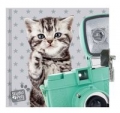 pamietnik-z-klodka-studio-pets-kot.jpg
