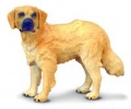 pies-rasy-golden-retriever.jpg