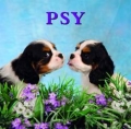 psy-5.jpg