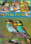 ptaki-polski-2.jpg