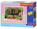 puzzle-dachshund-puppies-120.jpg