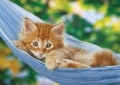 puzzle-kotek-na-hamaku-1000.jpg
