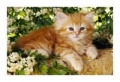 puzzle-mini-pupile-kot-rudy-54.jpg