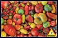 puzzle-pomidory-1000.jpg