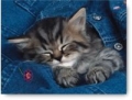 puzzle-wtulony-kotek-500.jpg