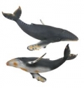 wieloryb-humbak-xl.jpg
