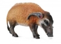 wieprz-czerwony-l.jpg