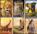 zeszyt-a5-w-linie-54-kartki-street-africa-10-sztuk-mix.jpg