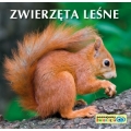 zwierzeta-lesne-poznajemy-zwierzeta.jpg