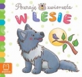 zwierzeta-w-lesie-7.jpg